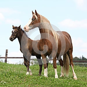 Brown mare with long mane standing with foal