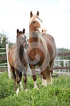Brown mare with long mane standing and the foal