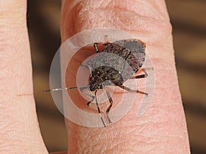 brown marmorated stink bug