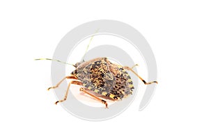 Brown Marmorated Stink Bug