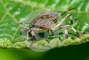 Brown marmorated stink bug