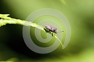 Brown Marmorated Stink Bug  700888