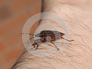 brown marmorated stink bug