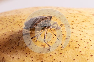 Brown marmorated stink bug close up dorsal view on a pear