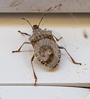 Brown marmorated stink bug. Halyomorpha