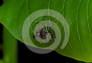 A Brown Marmorated Stink Bug Halyomorpha halys