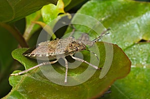 Brown marmorated stink bug (Halyomorpha halys)