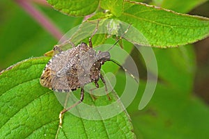 Brown marmorated stink bug Halyomorpha halys adult