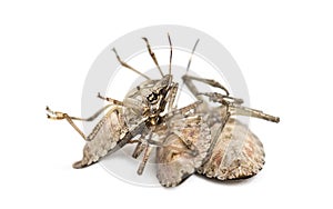 Brown Marmorated Stink Bug, Halyomorpha halys photo
