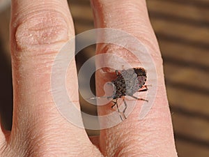 brown marmorated stink bug photo