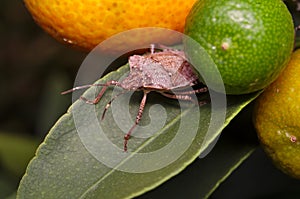 Brown marmorated stink bug Halyomorpha halys on a green leaf of a lemon tree