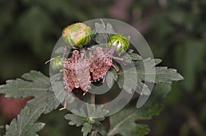Brown marmorated stink bug Halyomorpha halys on green leaves