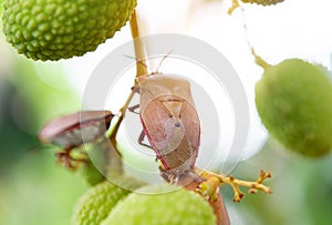 Brown marmorated stink bug Halyomorpha halys on green  lychee fruits