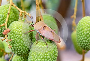 Brown marmorated stink bug Halyomorpha halys on green  lychee fruits