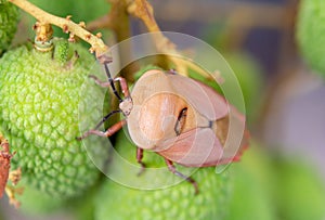 Brown marmorated stink bug Halyomorpha halys on green  lychee fruits