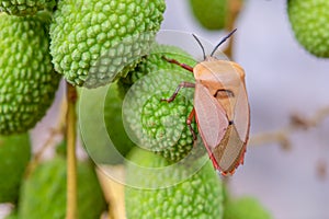 Brown marmorated stink bug Halyomorpha halys on green  lychee fruits