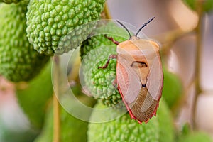 Brown marmorated stink bug Halyomorpha halys on green  lychee fruits