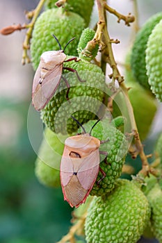 Brown marmorated stink bug Halyomorpha halys on green  lychee fruits