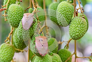 Brown marmorated stink bug Halyomorpha halys on green  lychee fruits