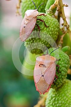 Brown marmorated stink bug Halyomorpha halys on green  lychee fruits