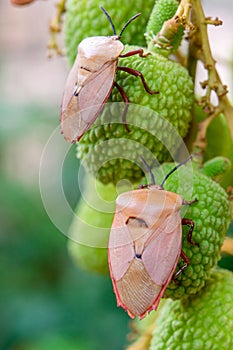 Brown marmorated stink bug Halyomorpha halys on green  lychee fruits