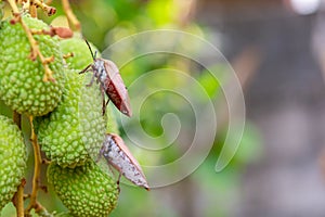 Brown marmorated stink bug Halyomorpha halys on green  lychee fruits