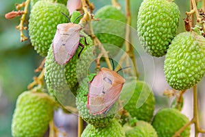 Brown marmorated stink bug Halyomorpha halys on green  lychee fruits