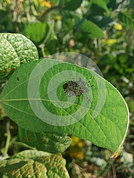 Brown marmorated stink bug Halyomorpha halys photo