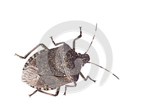 Brown marmorated stink bug Halyomorpha halys, an invasive species from Asia. Isolated on white. photo