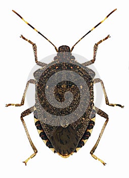 Brown marmorated stink bug Halyomorpha halys, a pest from Asia photo