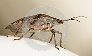 A Brown marmorated Stink Bug, Halyomorpha halys.