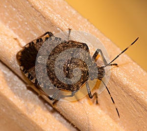 A Brown marmorated Stink Bug, Halyomorpha halys. photo