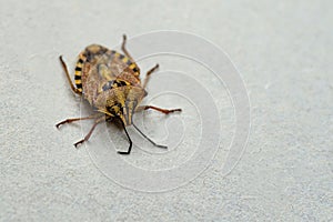 Brown marmorated stink bug Halyomorpha halys. On plain background with copyspace,on gray background close up.Insects are small