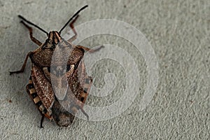 Brown marmorated stink bug Halyomorpha halys. On plain background with copyspace,on gray background close up.Insects are small