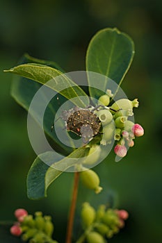 brown marmorated stink bug, halyomorpha halys sitting on pink bud of plant before flowering, soft focused vertical macro shot