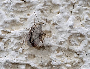 Brown Marmorated Stink Bug , Halyomorpha halys, on wall- photo