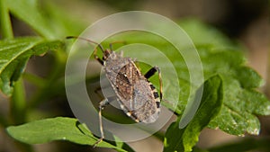 Brown marmorated stink bug