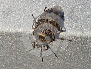 Brown Marmorated Stink Bug