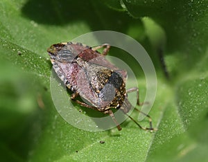 Brown Marmorated Stink Bug resting on leaf