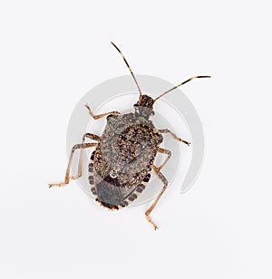 Brown Marmorated Stink Bug or Shield Bug