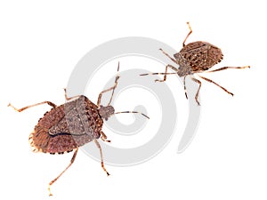 Brown marmorated stink bugs Halyomorpha halys, an invasive species from Asia. On white background. photo