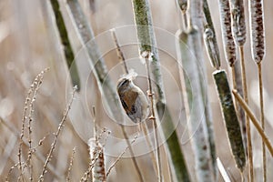 Brown Marsh Wren