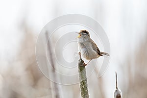 Brown Marsh Wren