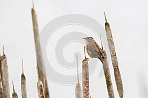Brown Marsh Wren