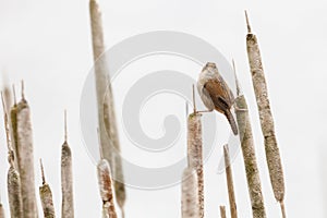 Brown Marsh Wren