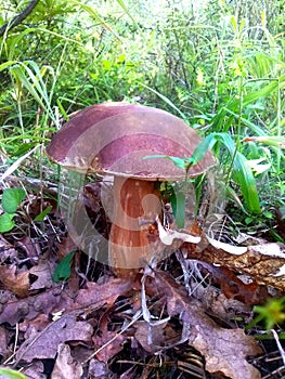 Brown mashroom in nature