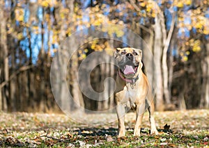 A brown Mastiff dog standing outdoors in front of a wooded background