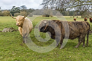 A brown  matriarch  Highland cow and her friend in a field near Market Harborough  UK