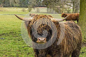 A brown  matriarch  Highland cow stares at the camera in a field near Market Harborough  UK