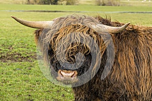 A brown  matriarch  Highland cow turns back towards the camera in a field near Market Harborough  UK
